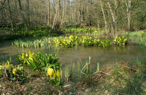 American Skunk Cabbage, an invasive ornamental bog plant, has been found for first time in Derby