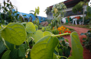 Biofortified crops, developed by scientific research supported by UK aid, on display in the gold medal-winning CAMFED garden at the 2019 Chelsea Flower Show