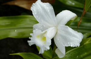 An orchid in a rainforest
