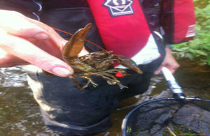 White-clawed crayfish, named for the pale colour of the underside of their claws, are the country’s largest native freshwater crustaceans.