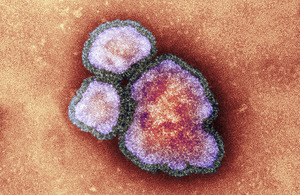 Measles bacteria
