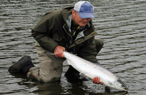 An Environment Agency fisheries officer kneeling in shallow water holding a salmon