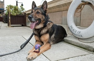 Finn lying down with his ball. Behind him, the London Eye and a partial view of Parliament is visible.