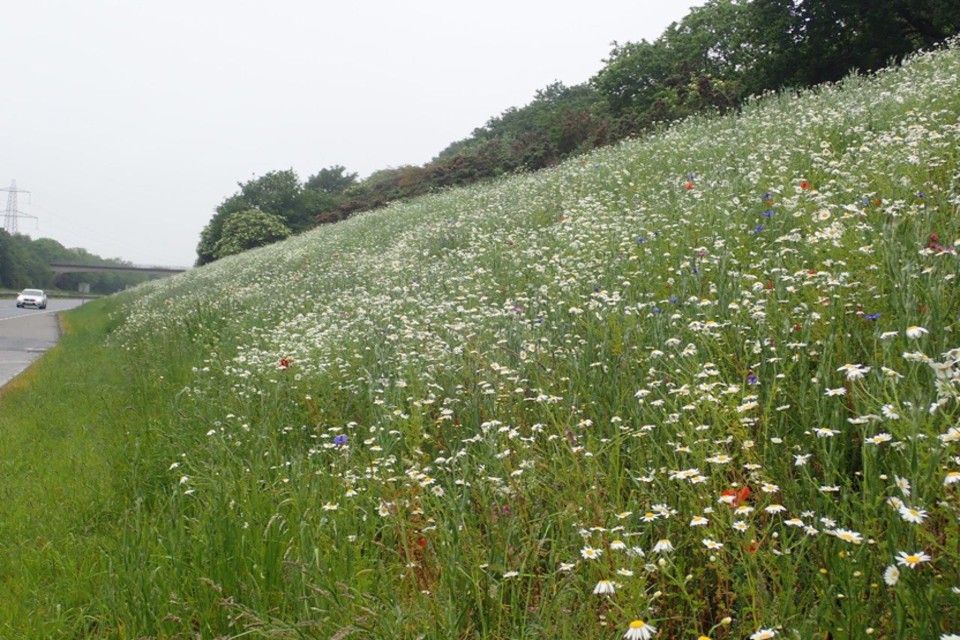 A38 flower verge