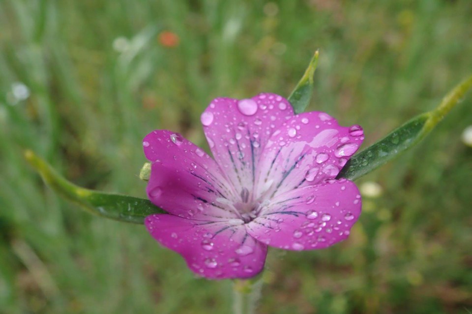 Pink flower - Common corn cockle