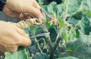 Removing eggplant borer damage.