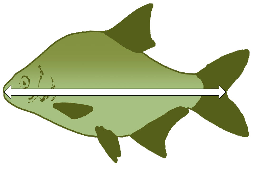 Picture of an animated fish with a arrow to indicate how a fish should be measured