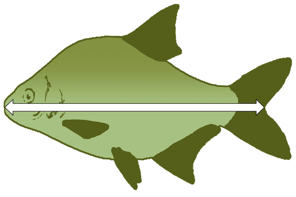 Burton Fish Size Chart