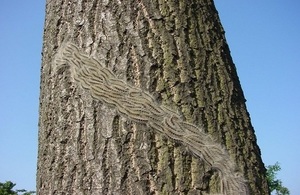 Procession of OPM caterpillars on the trunk of a tree.