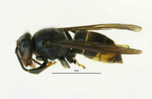 An Asian hornet