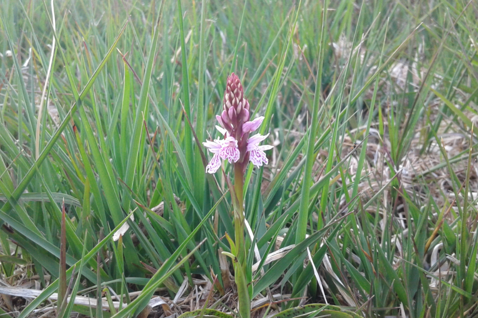 Image of heath spotted orchid flowering at Common Moor. Credit: Tom Parsons