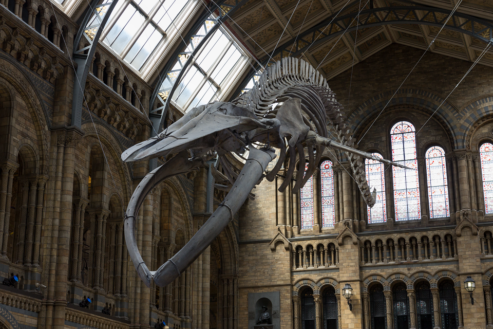 A whale skeleton suspended from the ceiling inside the Natural History Museum