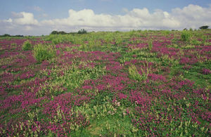 An image of a green field with purple flowers.