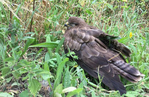 The injured buzzard