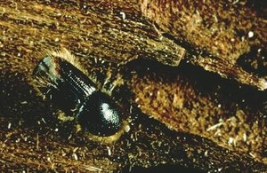 Larger eight-toothed European spruce bark beetle (Ips typographus)
