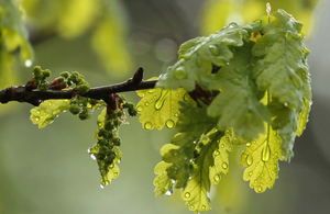 A branch of an oak tree