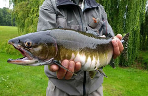 A Pacific pink salmon caught in an English river