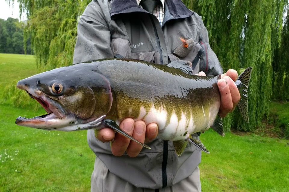 Have you caught a Pacific pink salmon in England? 