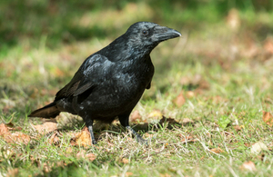 A carrion crow