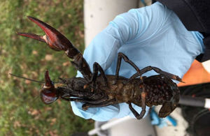 An American Signal Crayfish, fished out of Derbyshire lake
