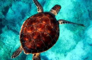 Turtle swimming in ocean.