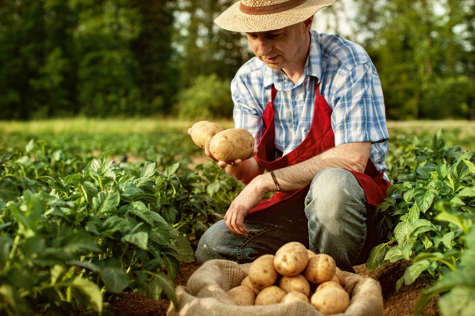 farmer holding potatoes in a field