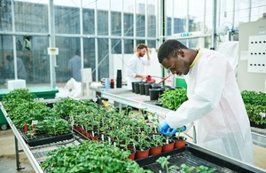 Scientist conducting crop research