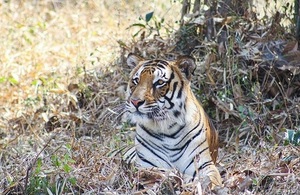 Image of a Bengal tiger in the grass