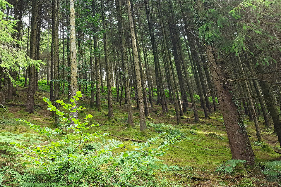 Trees