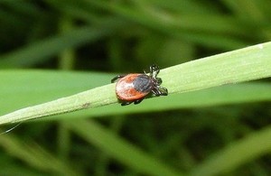 Tick on grass