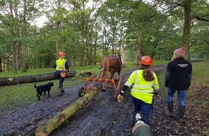 Roy pulling a tree trunk through Thorndon Country Park.