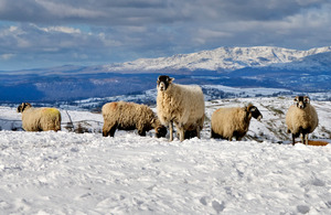 Winter sheep