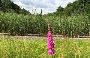 One of the reed beds at the Coal Authority's Taff Merthyr mine water treatment scheme.