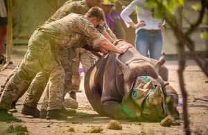 Rhino being handled African Park rangers.