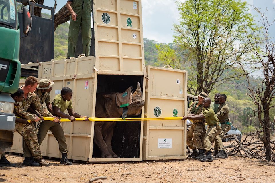 Rhino in a crate in Africa. 