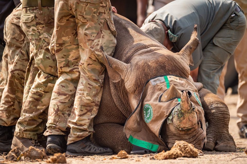 Close up of a rhino being carefully handled by African Park rangers. 