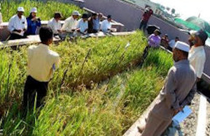 Submergence rice varieties at a test site in Bangladesh.
