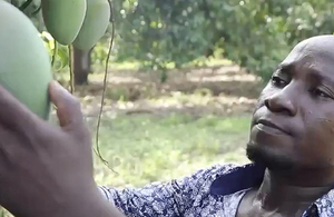 Ghana Mango Farmer