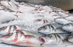 Sea bass on ice