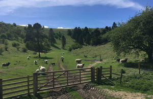 Gated field with sheep in front of hills dotted with trees and a bright blue sky