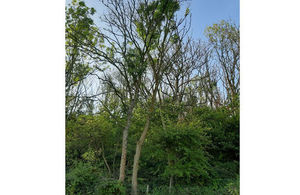 An infected ash tree at Cinque Ports Training Area, where a similar, smaller-scale felling programme took place in 2018.