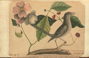 An 18th century illustration of a bird and a blossom branch