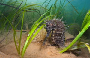 Spiny Seahorse in seagrass. Mark Parry, Natural England.