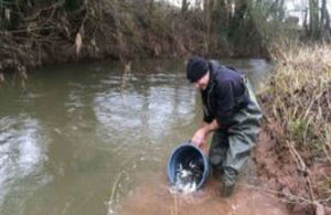 Fisheries officer pouring the fish into the River Leadon