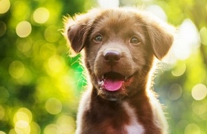 Brown puppy looking at camera