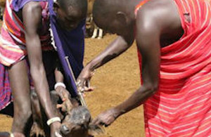 Maasai herdsmen vaccinating their cattle.