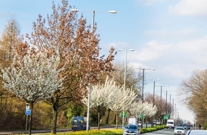 Image of trees planted along a main road with cars.