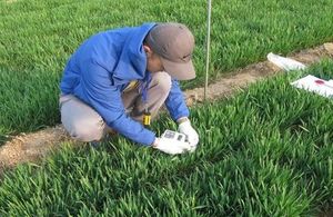 A scientist kneeling in a field with a chlorophyll meter.