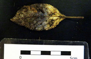 Image showing a 6,000-year-old elm tree leaf found during the archaeological excavations