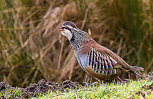 Red-legged partridge